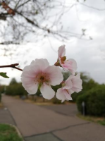 Hanami